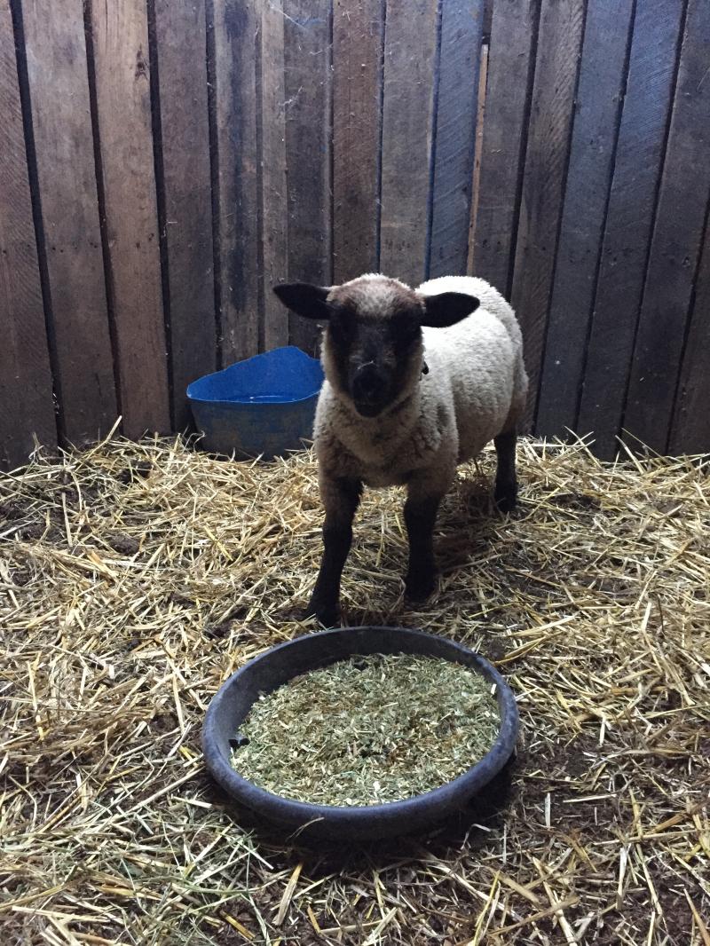 Meet our newest addition Jehoshaphat!
